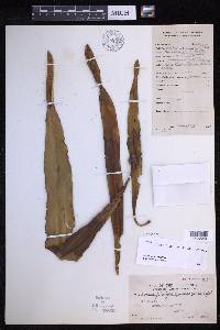 Lepisorus platyrhynchos image