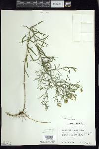 Euthamia caroliniana image