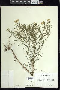 Euthamia caroliniana image