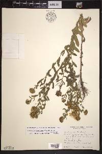 Grindelia squarrosa var. squarrosa image