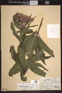 Eutrochium maculatum var. foliosum image