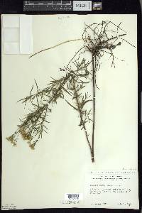 Euthamia caroliniana image