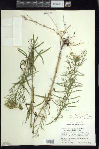 Euthamia caroliniana image