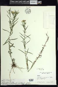 Euthamia caroliniana image