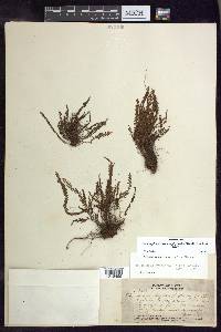 Adenophorus hymenophylloides image