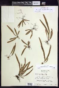 Oreogrammitis forbesiana image