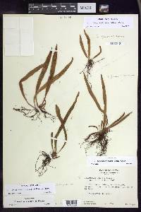 Oreogrammitis forbesiana image