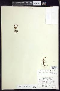Adenophorus oahuensis image