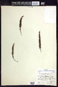 Adenophorus montanus image