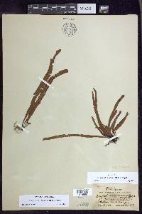 Oreogrammitis baldwinii image