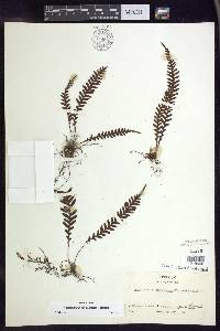 Adenophorus pinnatifidus image