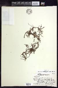 Adenophorus hymenophylloides image