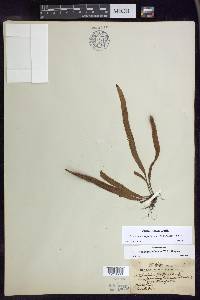 Oreogrammitis forbesiana image
