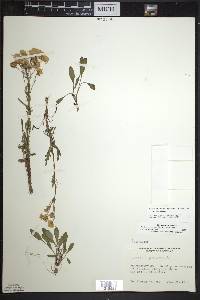 Packera paupercula var. paupercula image