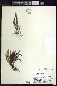 Adenophorus abietinus image