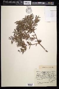 Taxus cuspidata image