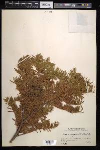 Taxus cuspidata image