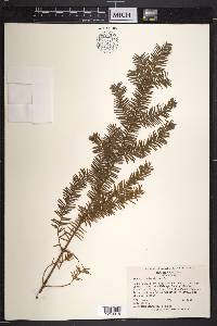 Taxus canadensis image