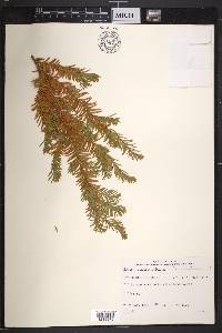 Taxus canadensis image