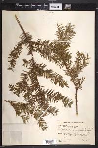 Taxus canadensis image