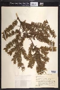 Taxus canadensis image