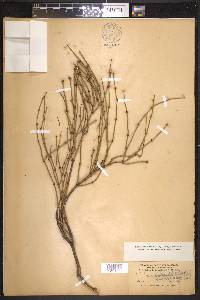 Ephedra antisyphilitica image