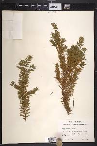 Taxus canadensis image