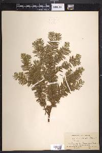 Taxus canadensis image