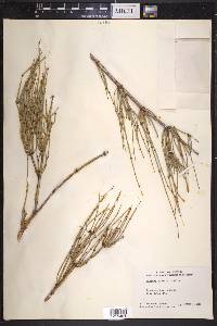 Ephedra viridis image