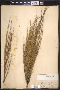 Ephedra trifurca image