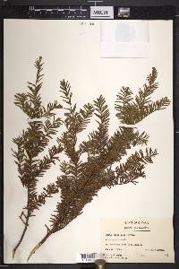 Taxus canadensis image