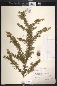 Taxus canadensis image