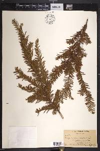 Taxus canadensis image