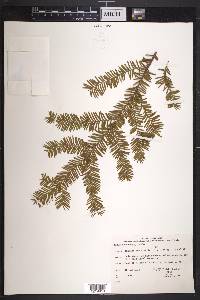 Taxus canadensis image