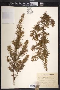 Taxus canadensis image