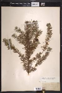 Taxus canadensis image