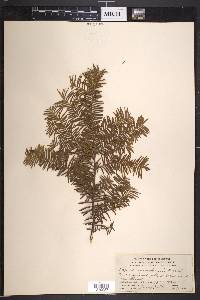 Taxus canadensis image