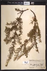 Taxus canadensis image