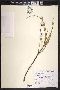 Ephedra viridis image