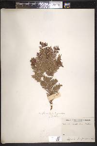 Sequoia sempervirens image