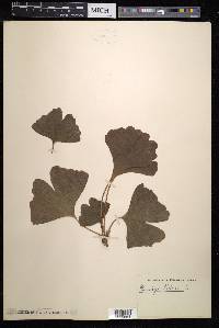 Ginkgo biloba image