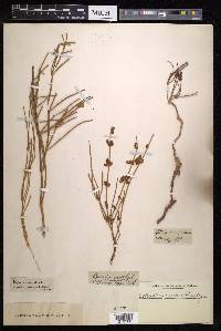 Ephedra distachya subsp. distachya image