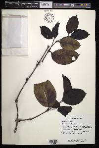 Gnetum latifolium image