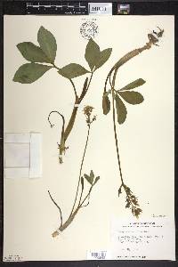 Menyanthes trifoliata image