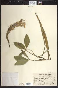 Menyanthes trifoliata image