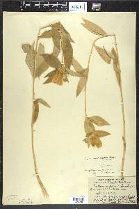 Gentiana andrewsii image