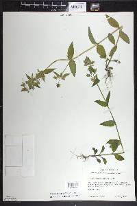 Halenia deflexa image