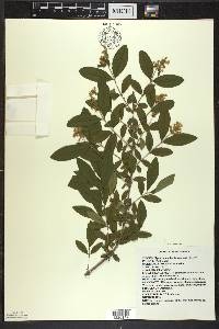 Ligustrum obtusifolium image