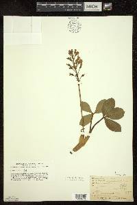 Menyanthes trifoliata image