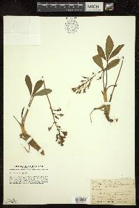 Menyanthes trifoliata image